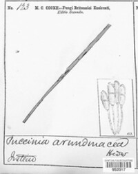 Puccinia phragmitis image